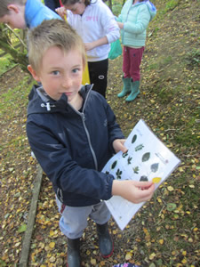 Pupil at St. Aidans NS Ballintrillick identifying leaves